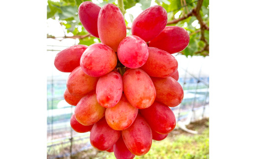 ① 【島根県産】神紅(しんく)ぶどう約2キロ しんく！シンク！神紅！2房入り1.2kg以上【先行予約 神紅 2房