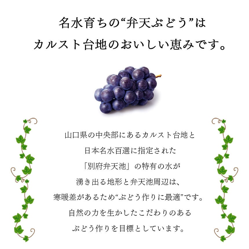 先行予約】弁天ぶどうお任せセット 3kg箱 ｜ 化学肥料不使用 山口 美祢 ぶどう フルーツ 弁天 おまかせ セット 3kg デラウェア キャンベル  巨峰 安芸クイーン ピオーネ 黄玉 スチューベン 食べ比べ - 山口県美祢市｜ふるさとチョイス - ふるさと納税サイト