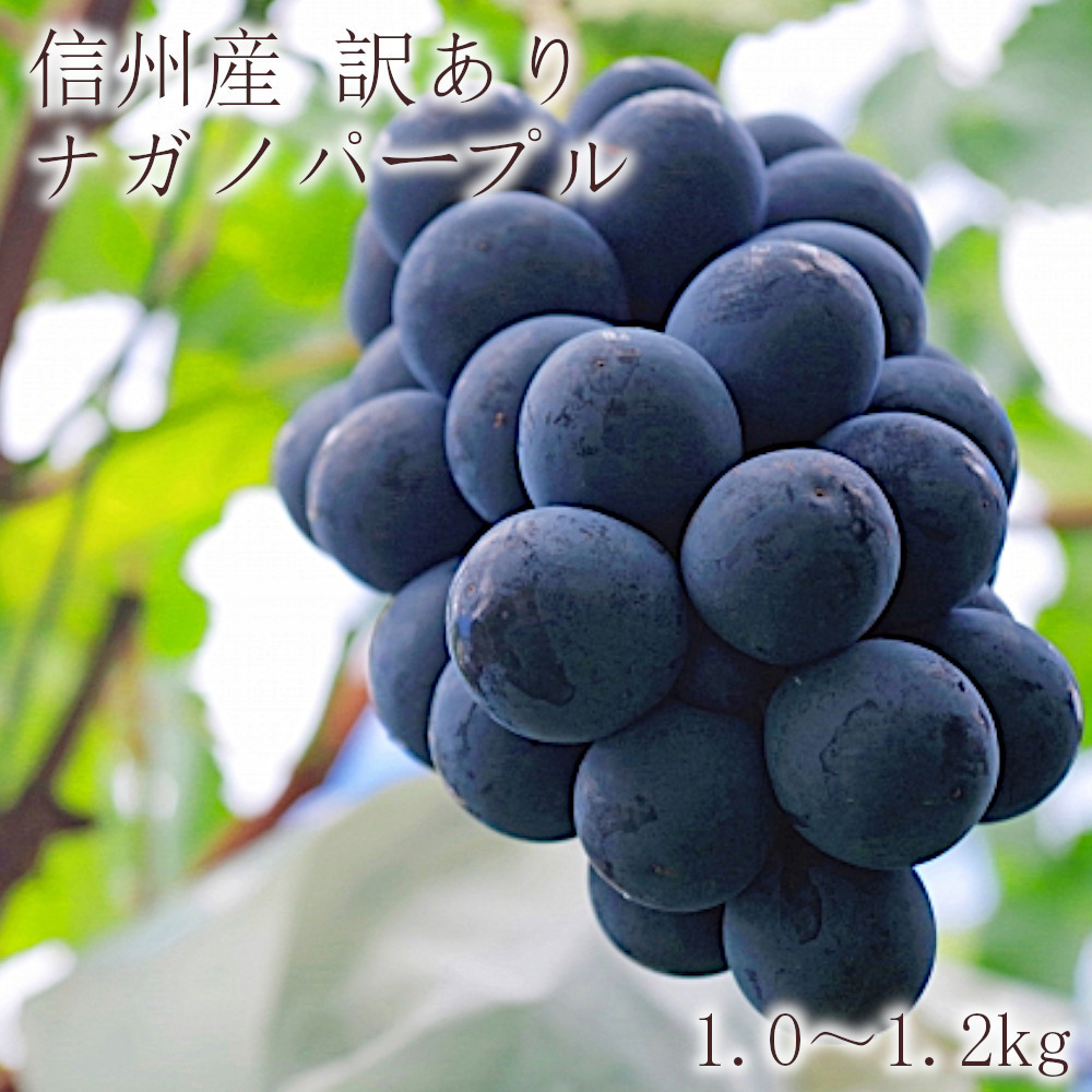 J0948 h【訳あり】長野市産 ナガノパープル 1.0～1.2kg【2024年9月上旬