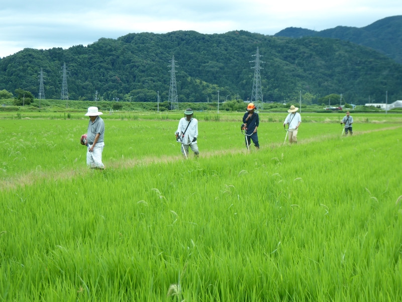 定期便3ヶ月連続】令和5年産 ふくい東郷米 特別栽培米 農薬70％減