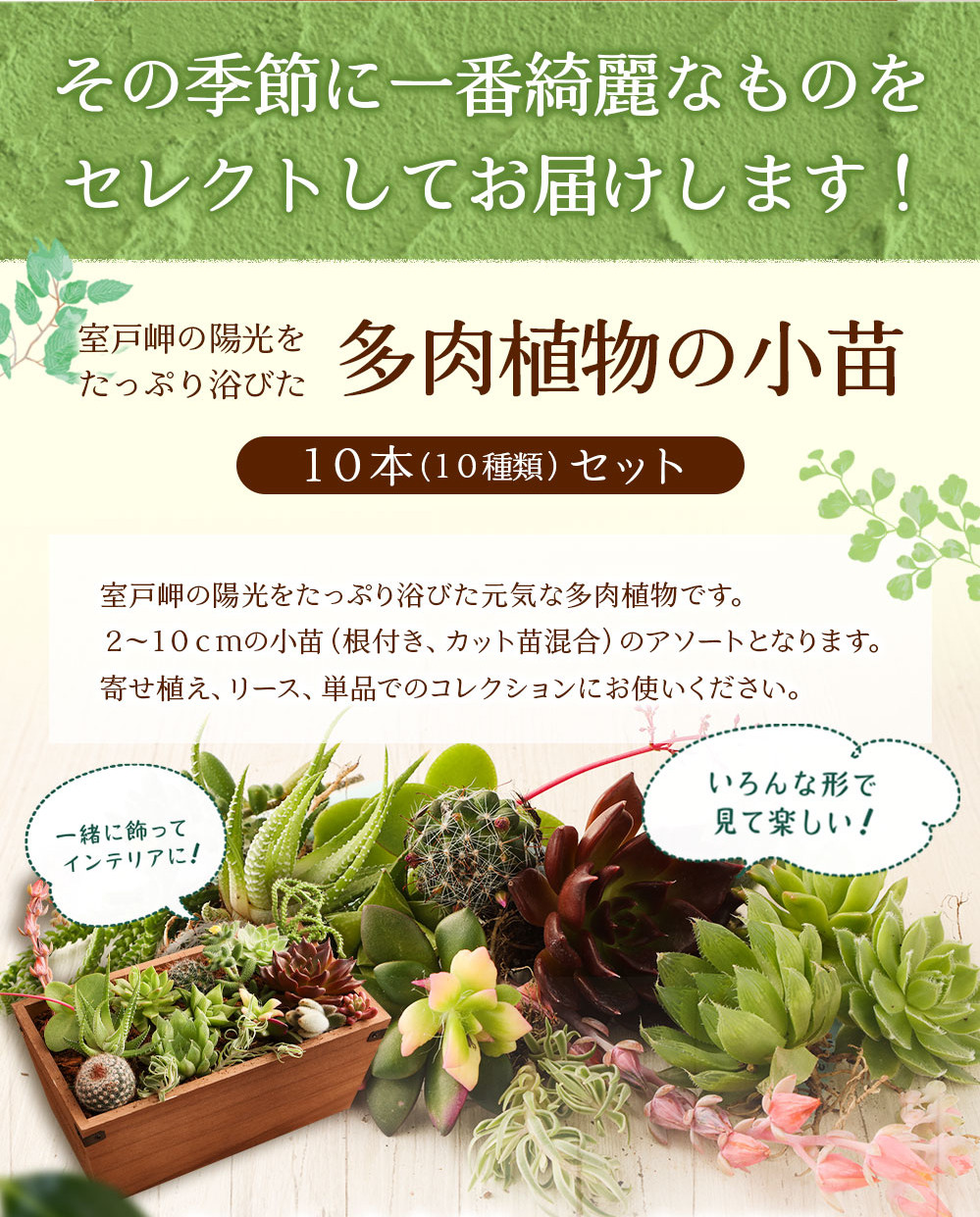 驚きの価格が実現！ 多肉植物 初心者様でも安心！多肉植物☆カット苗 ...