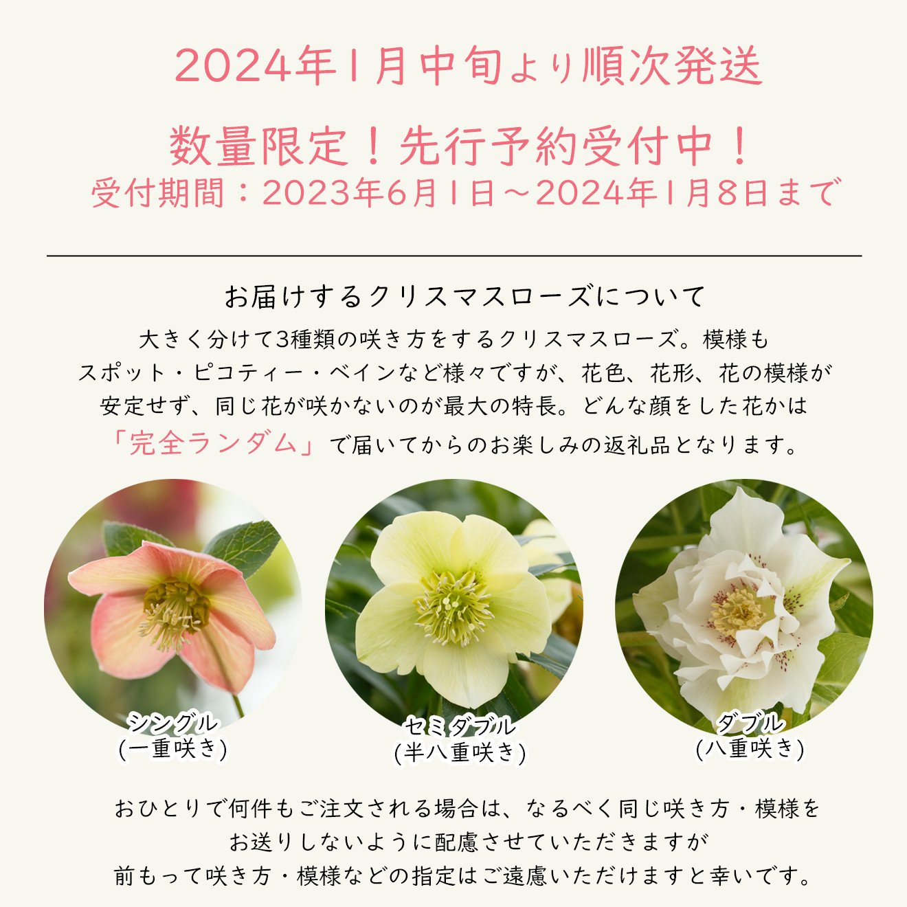 好評販売中 専用(3個)、素敵な花模様♪クリスマスローズ 苗、開花株