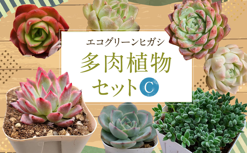 多肉植物カット苗C種類沢山 editorial.unju.edu.ar