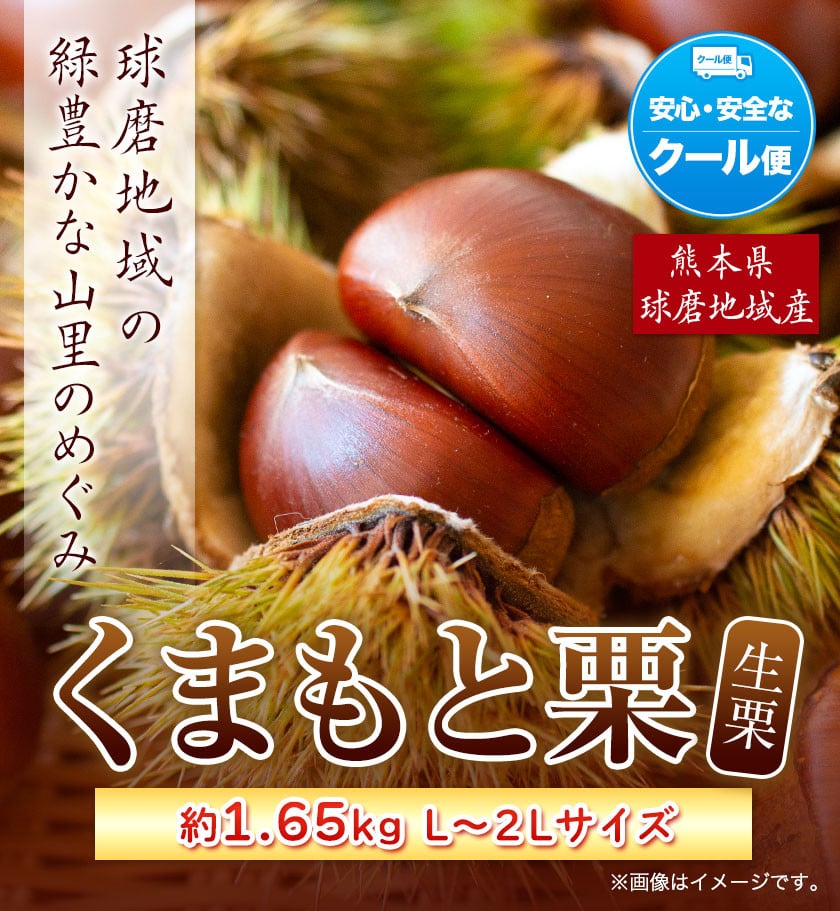 先行予約】数量限定 くまもと栗 約1.65kg L-2Lサイズ 《9月上旬-10月末