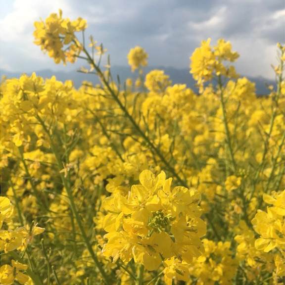 ベースに使うオイルは菜種油