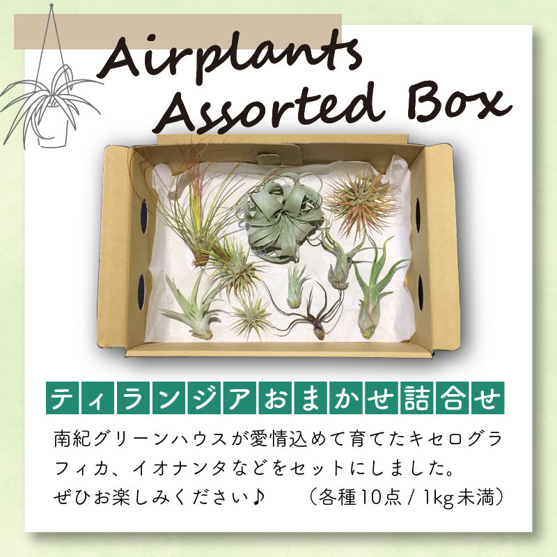 エアープランツアソートＢＯＸ インテリア エアープランツ 観葉植物