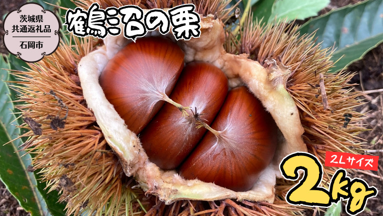 生栗 1Kg 無農薬 長野県