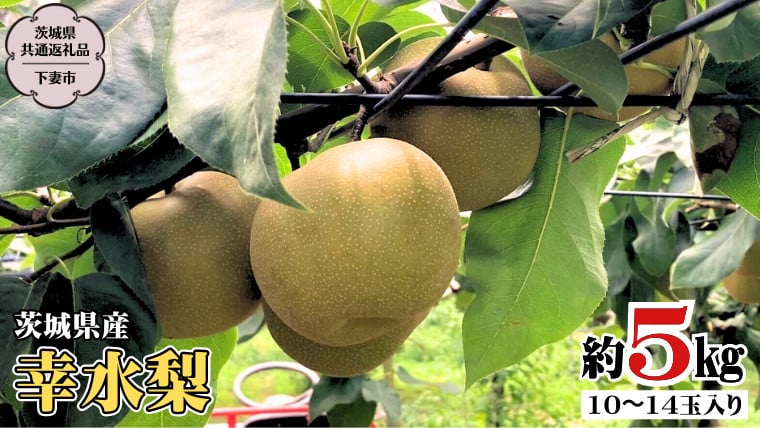 茨城県産 幸水梨 5kg (茨城県共通返礼品 ／下妻市） 梨 数量限定 なし