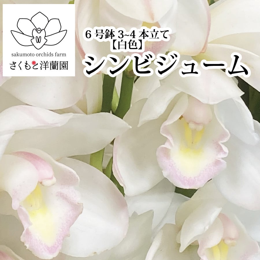 白】シンビジューム 6号鉢 3～4本立て - 徳島県勝浦町｜ふるさとチョイス - ふるさと納税サイト