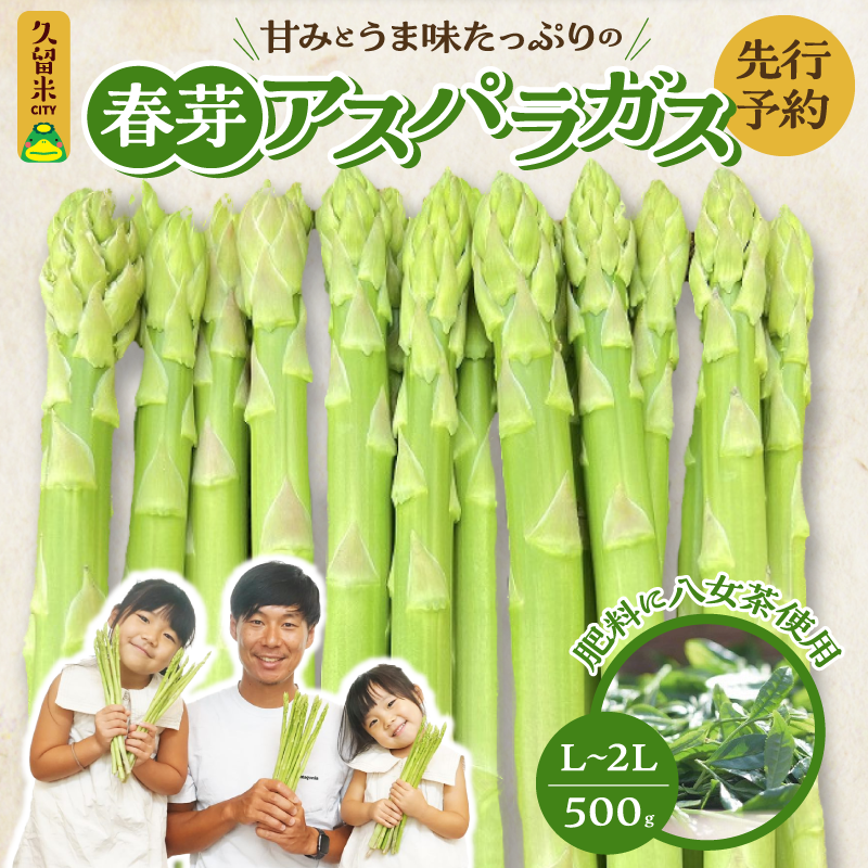 春芽アスパラ500グラムL〜2Lサイズ - 野菜