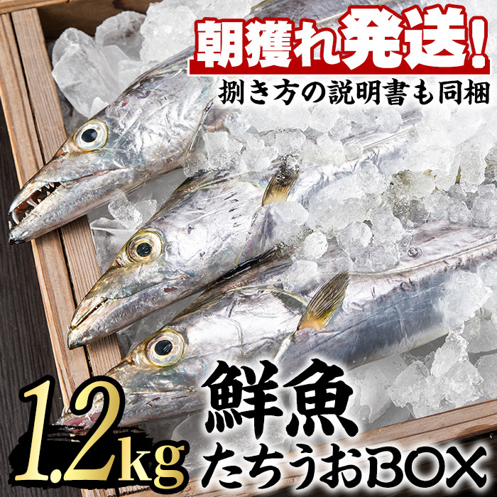 ふるさと納税 延岡市 新鮮 太刀魚 1kgセット 人気ブランド多数対象