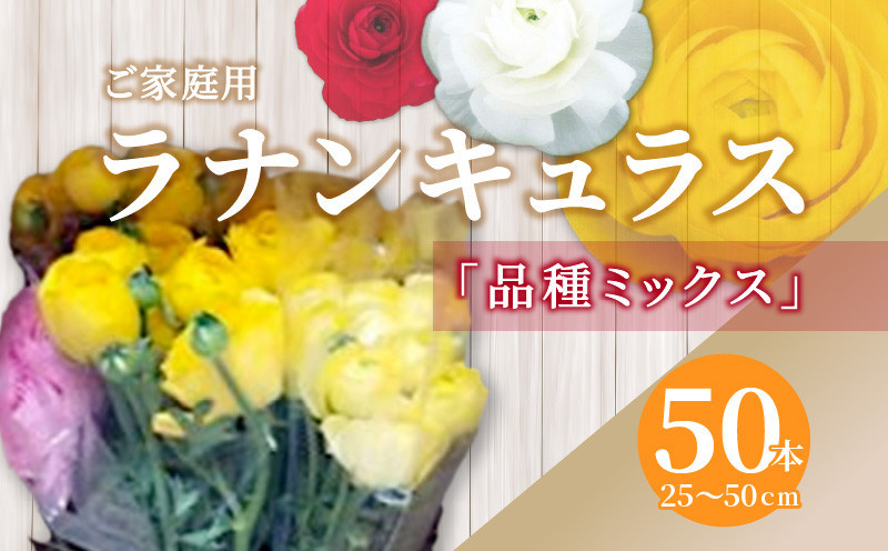 ご家庭用 ラナンキュラス品種ミックス 50本(長さ25～50cm)【2024年1月