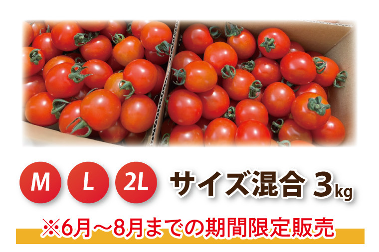 【茨城県鉾田市産】ミニトマト「サンチュリーピュア」　３kg