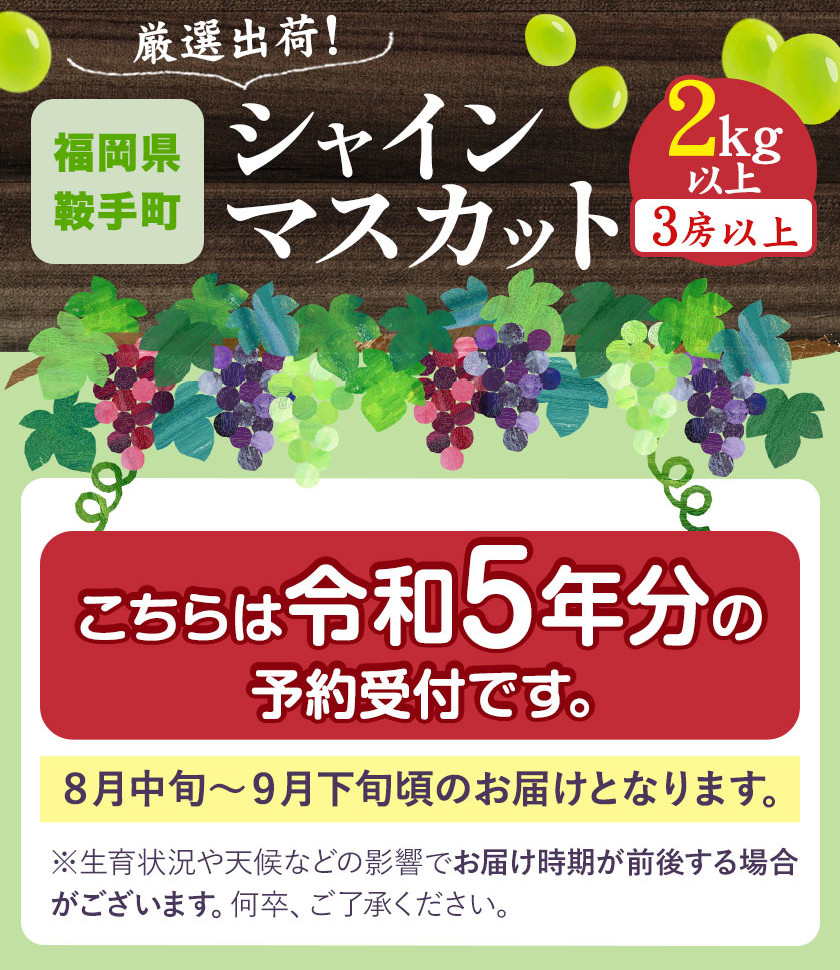 【数量限定】シャインマスカット 2kg以上 3房以上 先行予約 数量限定 直鞍農業協同組合 営農センター 《8月中旬-9月中旬頃より順次出荷》  シャインマスカット マスカット 果物 フルーツ 送料無料