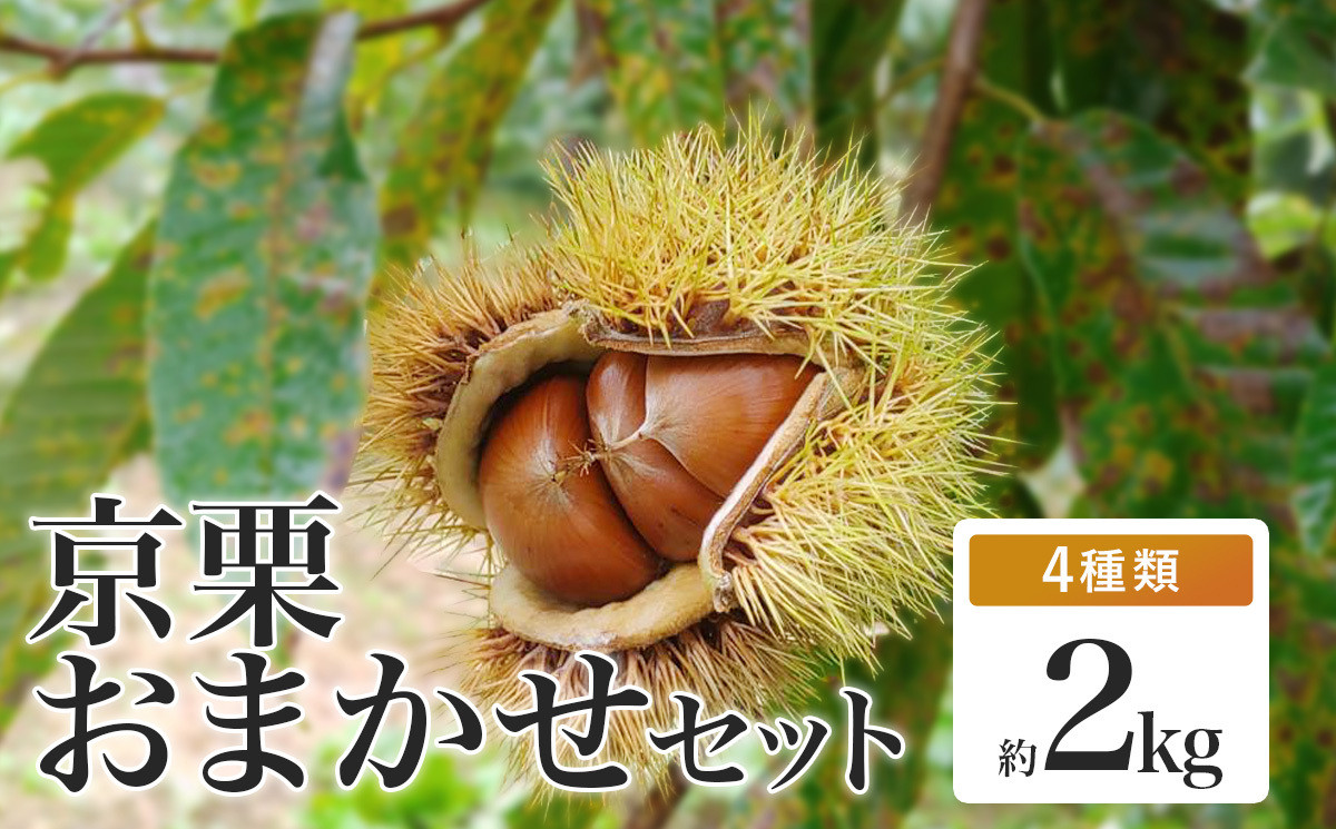 茨城県産　生栗　2〜3Lサイズ 1kg　栽培期間中農薬不使用