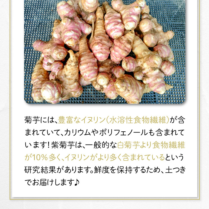 農薬化学肥料不使用の紫菊芋 5kg【菊芋 野菜 紫菊芋 芋 赤菊芋