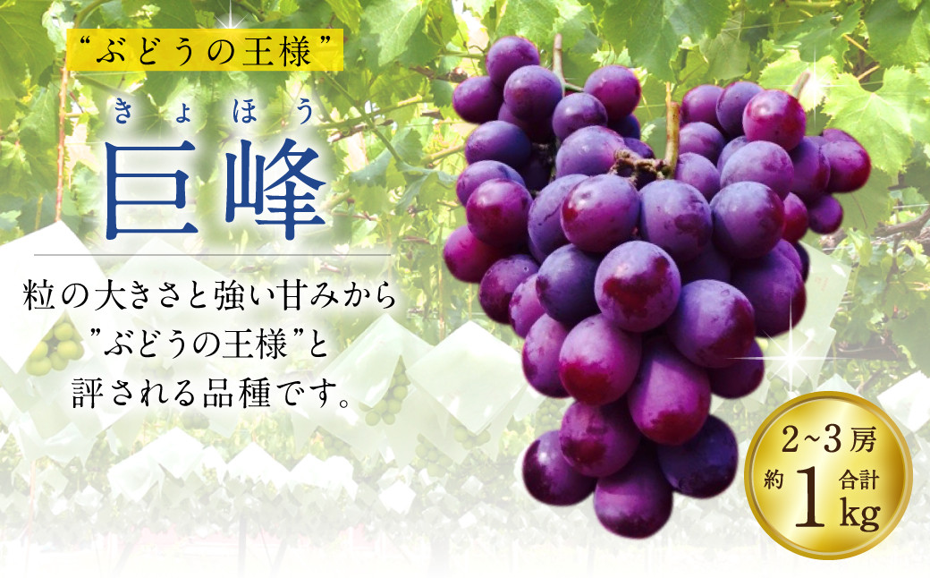 8月上旬～順次発送予定】 巨峰 2～3房 計約1kg 河野ぶどう園 熊本県宇城市｜ふるさとチョイス ふるさと納税サイト