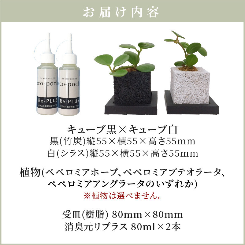 ふるさと納税 S060-001_キューブ・トゥーリオ 世界初の消臭グリーン 観葉植物 熊本県天草市