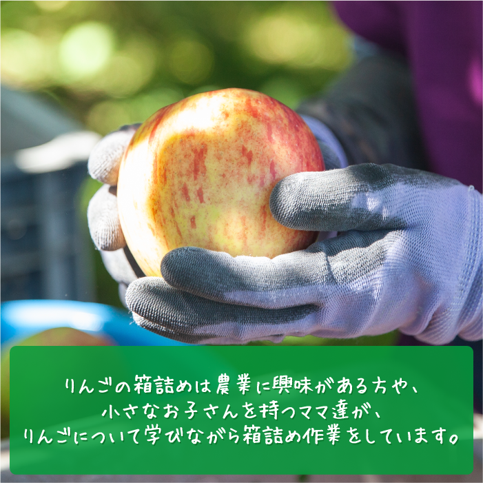 農家応援企画／【令和6年度先行予約受付中】〈 定期便 〉 旬のりんご