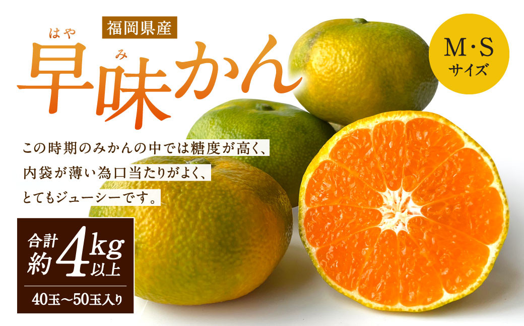 【2024年9月下旬より順次発送】福岡県産 早味かん 約4kg以上(40玉～50玉入り) M・Sサイズ