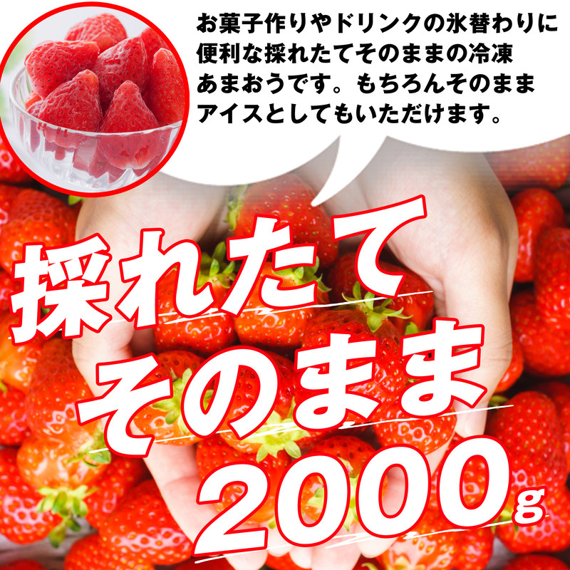 数量限定】福岡県産 冷凍 いちご あまおう 2kg SE0908-21 - 福岡県須恵