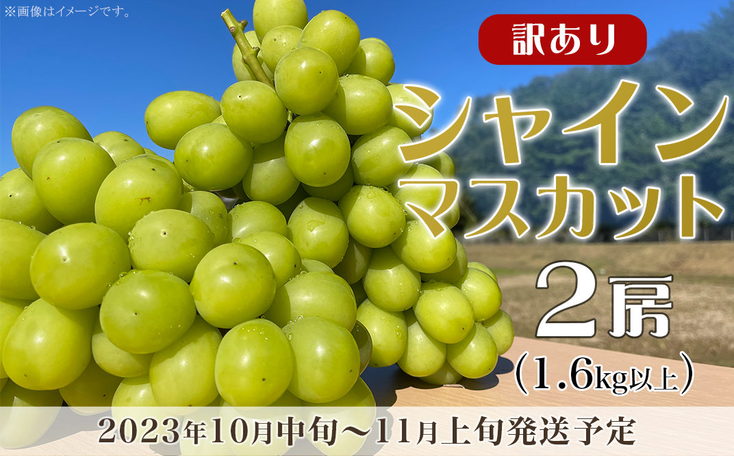 訳あり】シャインマスカット 2房（1.6kg以上）【2023年10月中旬～11月