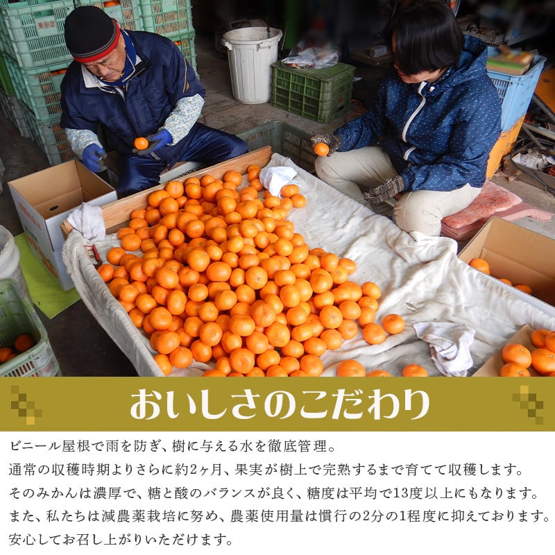 先行予約』【令和7年1月から発送】吉田みかん園の樹上完熟みかん 10kg 柑橘 ミカン 蜜柑 フルーツ 果物 - 佐賀県唐津市｜ふるさとチョイス -  ふるさと納税サイト