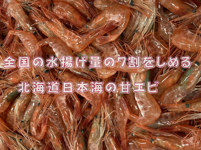 北日本海で最大最高の好漁場武蔵堆があるからこそ水揚げ漁日本一の増毛町