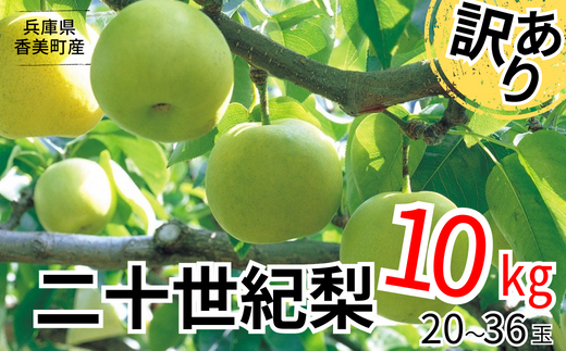 食品梨【新雪】10kg(22〜24玉入)