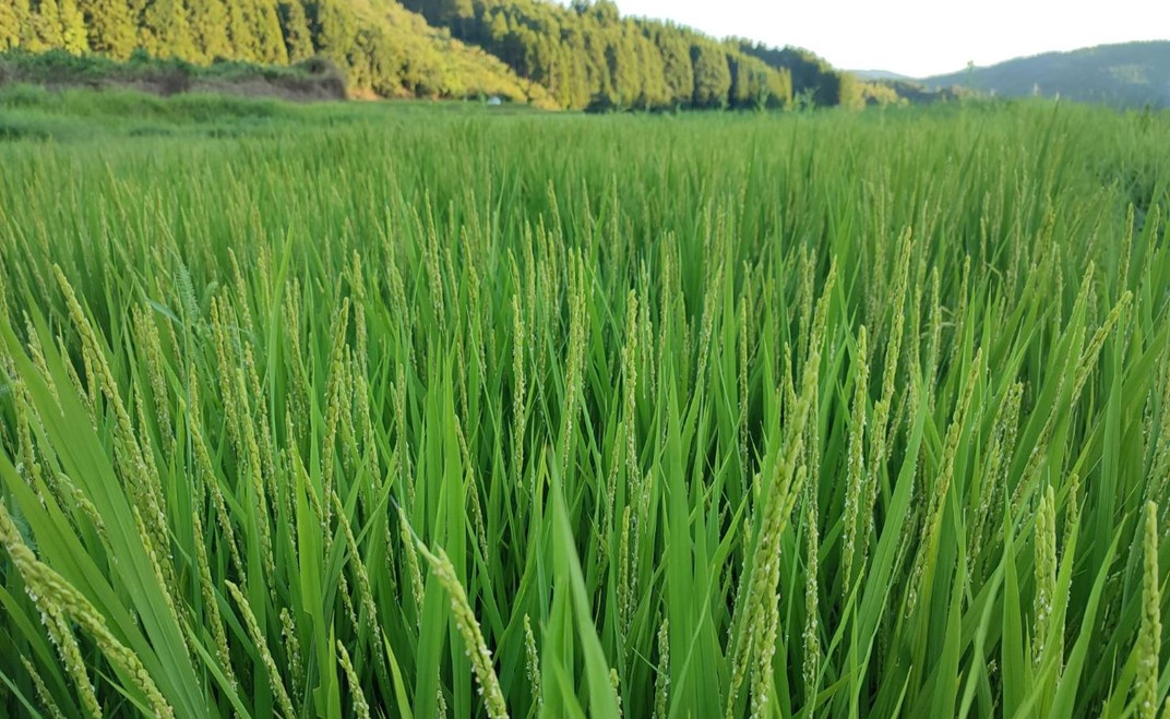 穂が出そろったばかりの稲、ここから暑い日光を浴びてお米が出来てきます