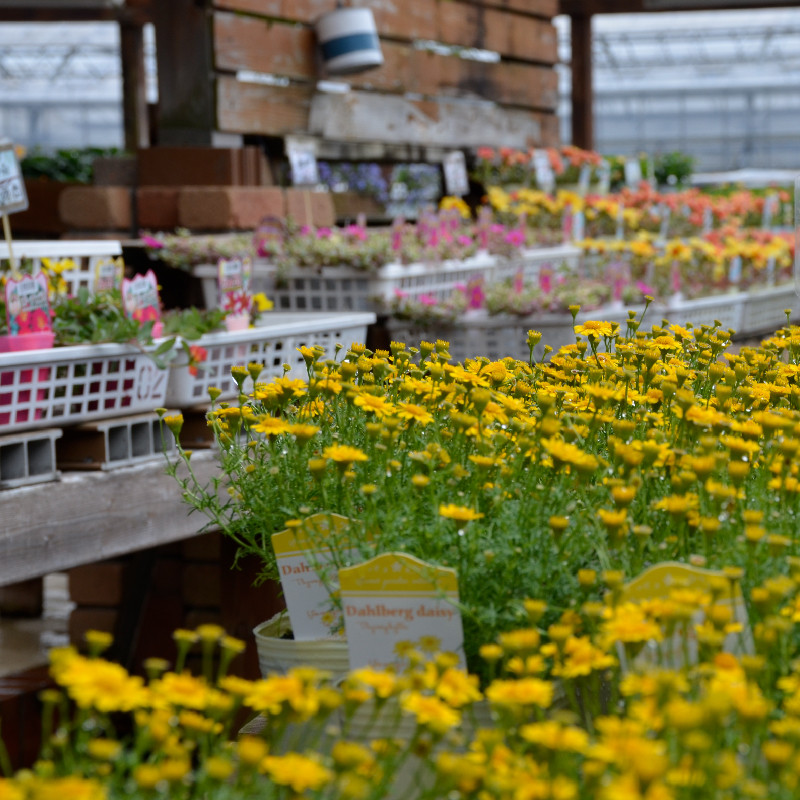 花苗 おすすめ セット 8 ~ 10 ポット ガーデニング 寄せ植え 季節 お花