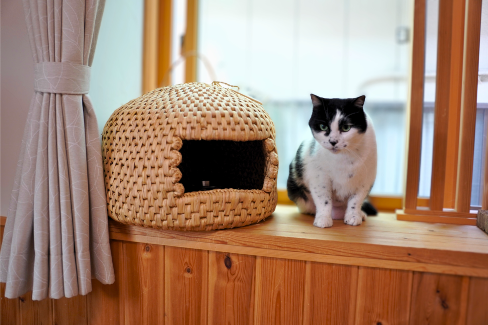 店舗良い 猫の家 藁の家 その他 - ankaraseramik.com