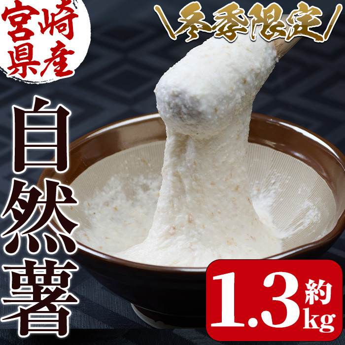 Y-1】期間限定！山菜の王者自然薯(1.3kg)滋養強壮食として珍重されてき