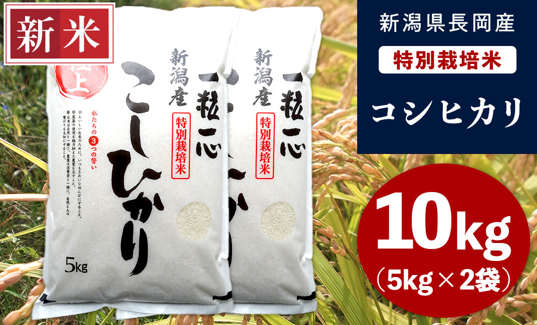 令和5年度産 新潟こしひかり 20kg(5kg×4袋) 特別栽培米 - 米