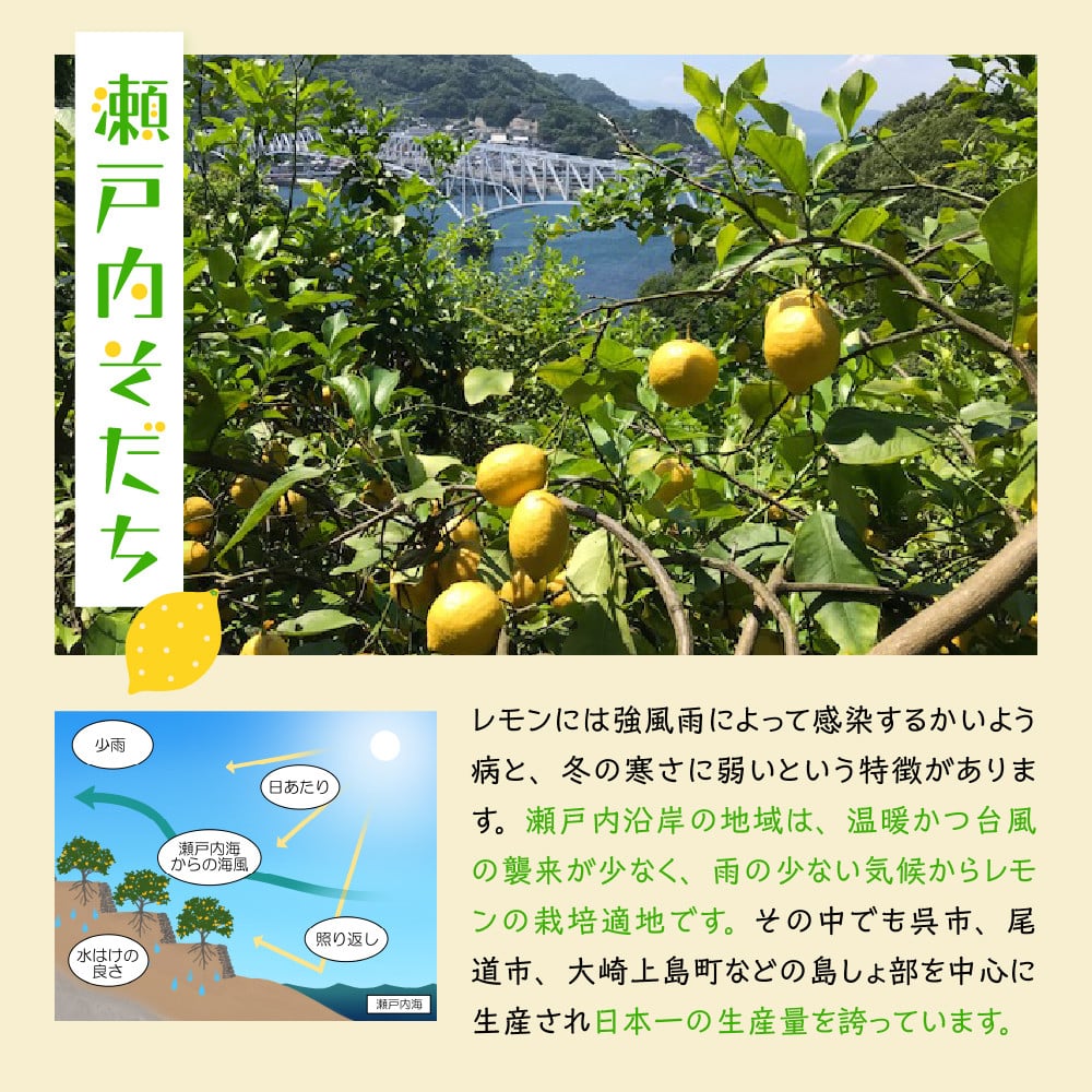 大崎下島産 栽培期間中農薬不使用 瀬戸内レモン 10kg 国産 広島県産 檸檬 レモン生産量日本一の広島 フレッシュレモン 朝採れ 朝収穫 産地直送  送料無料 果物 フルーツ ジュース ビタミンC 料理 爽やか スイーツ カクテル - 広島県呉市｜ふるさとチョイス - ふるさと納税 ...