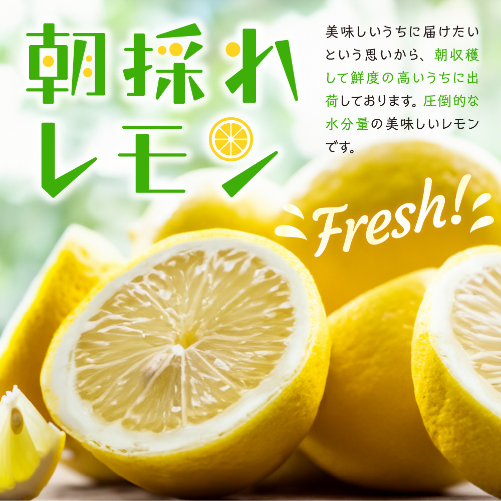 大崎下島産　栽培期間中農薬不使用　瀬戸内レモン　10kg　広島県呉市｜ふるさとチョイス　ふるさと納税サイト