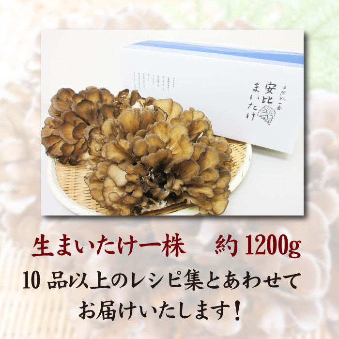 生まいたけ大株 約1200g【安比まいたけ】 ／ 舞茸 マイタケ きのこ キノコ 茸 - 岩手県八幡平市｜ふるさとチョイス - ふるさと納税サイト