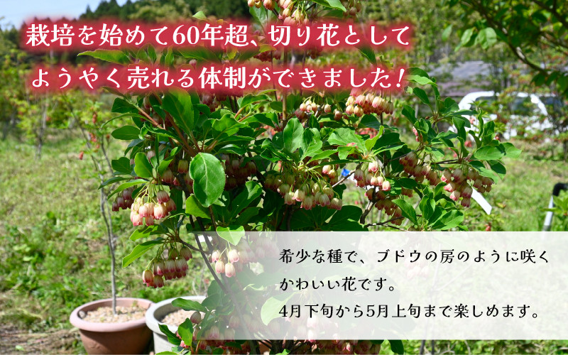 【先行予約】更紗ドウダンツツジ　切り花【2024年4月20日から4月28日まで発送】[m47-a003]