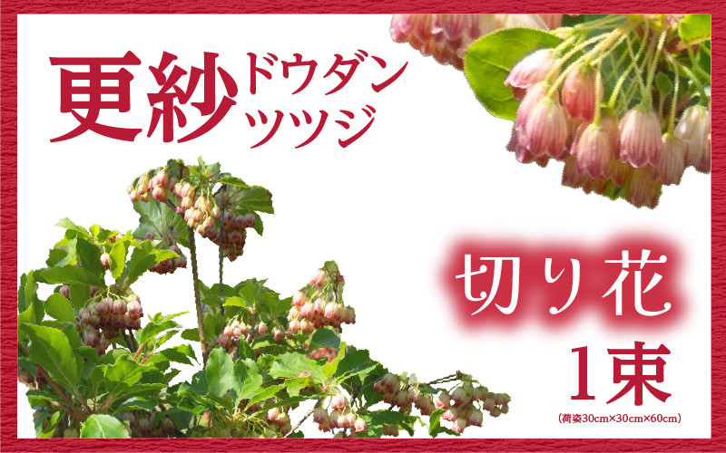 【先行予約】更紗ドウダンツツジ　切り花【2024年4月20日から4月28日まで発送】[m47-a003]