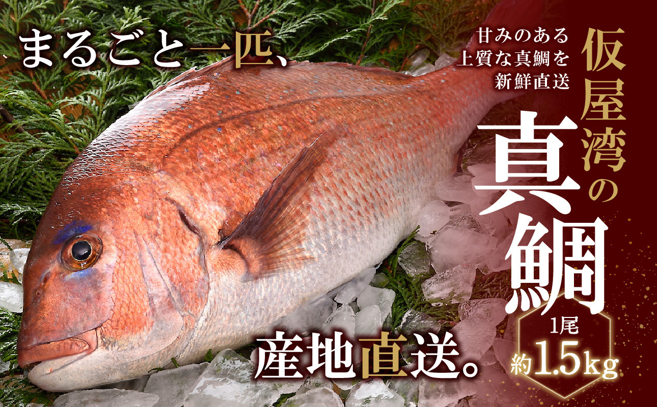 仮屋湾の真鯛 約 1.5㎏ 真鯛 まるごと 1匹 鯛 旬 刺身 塩焼き 煮付け