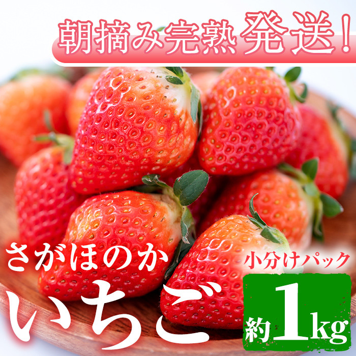 ふるさと納税 福島県 いわき市 訳ありいわき市産いちご 草野いちご園の