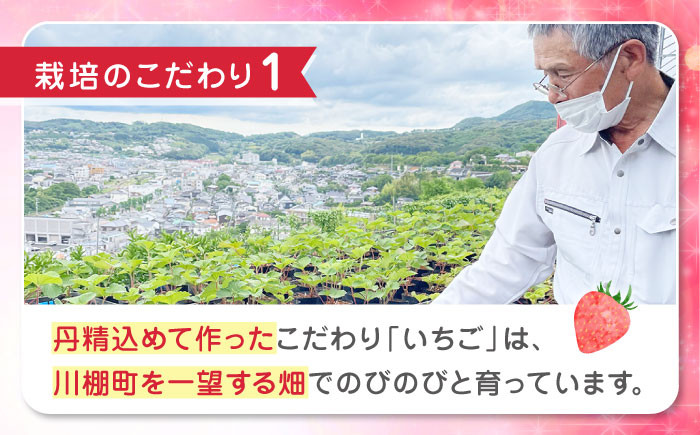 【2024年1～3月発送！】いちご『ゆめのか』280g × 4パック 栽培期間中：農薬不使用 【道上農園】 [OBE002]