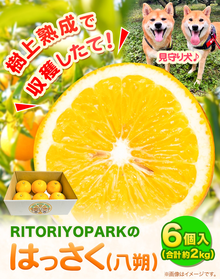 はっさく 6個 合計 約 2kg RITORIYOPARK 《2024年1月上旬‐4月下旬頃