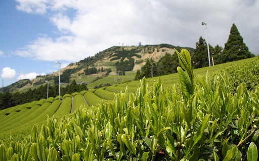掛川市粟ヶ岳　世界農業遺産・静岡の茶草場農法