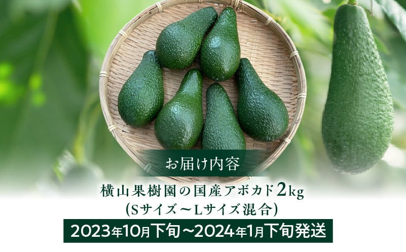 2023年10月下旬～2024年1月下旬発送】横山果樹園の国産アボカド2kg（１玉２００g以上～）_M261-009 -  宮崎県宮崎市｜ふるさとチョイス - ふるさと納税サイト