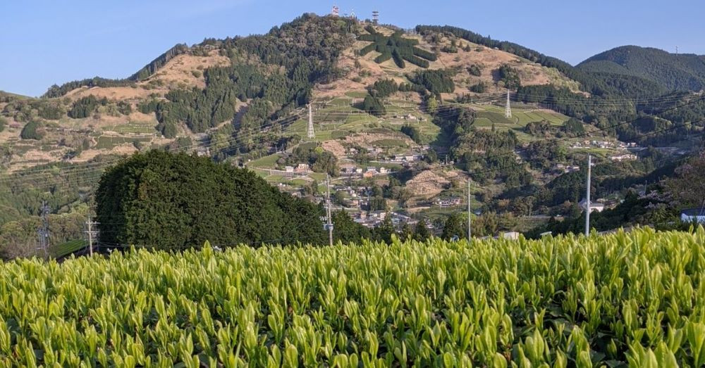 掛川市粟ヶ岳　世界農業遺産・静岡の茶草場農法
