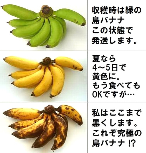 石垣島産バナナ専用問い合わせページ追加送料¥1000-頂きます