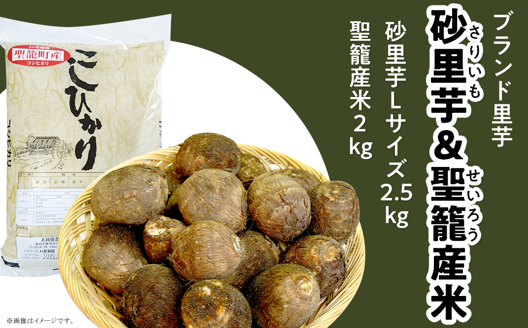 ふるさと納税 新潟県 聖籠町 聖籠産砂里芋（さりいも） ３Ｌ・５kg