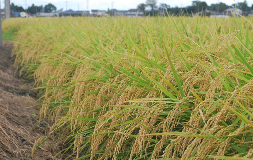 減農薬・化学肥料不使用で栽培された特別栽培米（埼玉県認証）