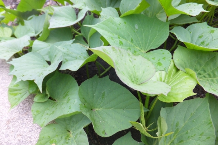 良いさつまいもだから美味しい干し芋へ